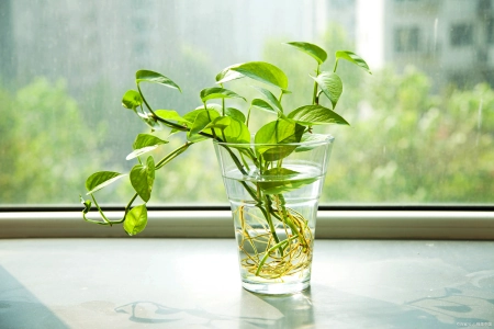 适合水培的植物有哪些？这五个绿植适合，您不要错过(适合水培的有哪些蔬菜)